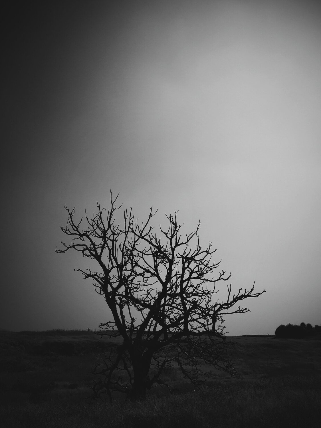 Photo #4073916