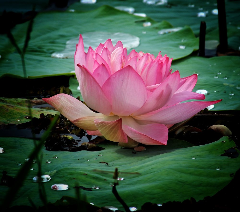 Photograph by Prasad Kn