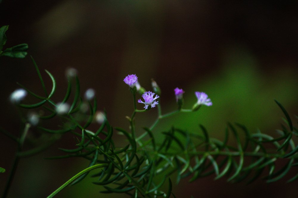 Photograph by Prasad Kn