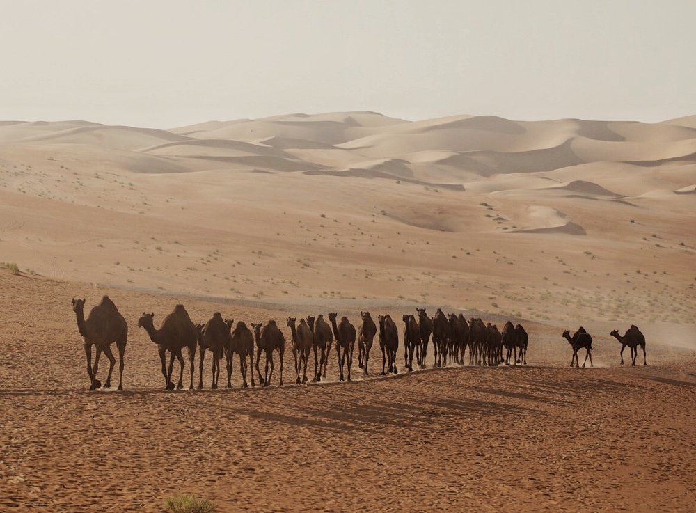 Camel train