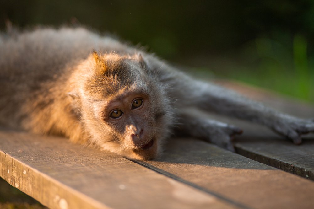 Photograph by Looufen