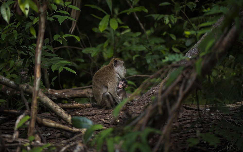 Crab-eating macaque