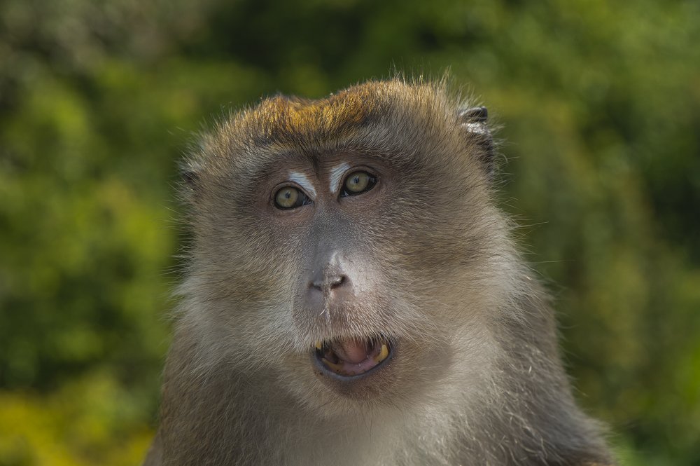 Crab-eating macaque