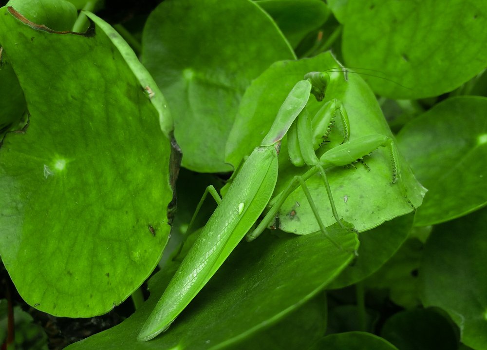 Photograph by Samir Regmi