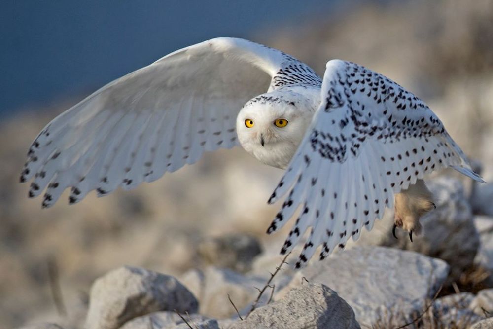 Photograph by Arthur Miller