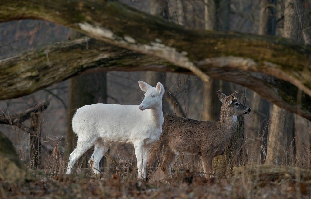 Photograph by Arthur Miller