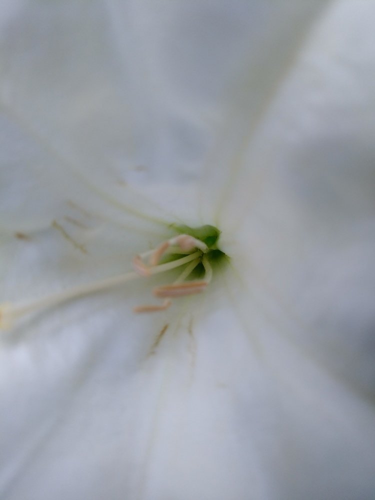 Datura