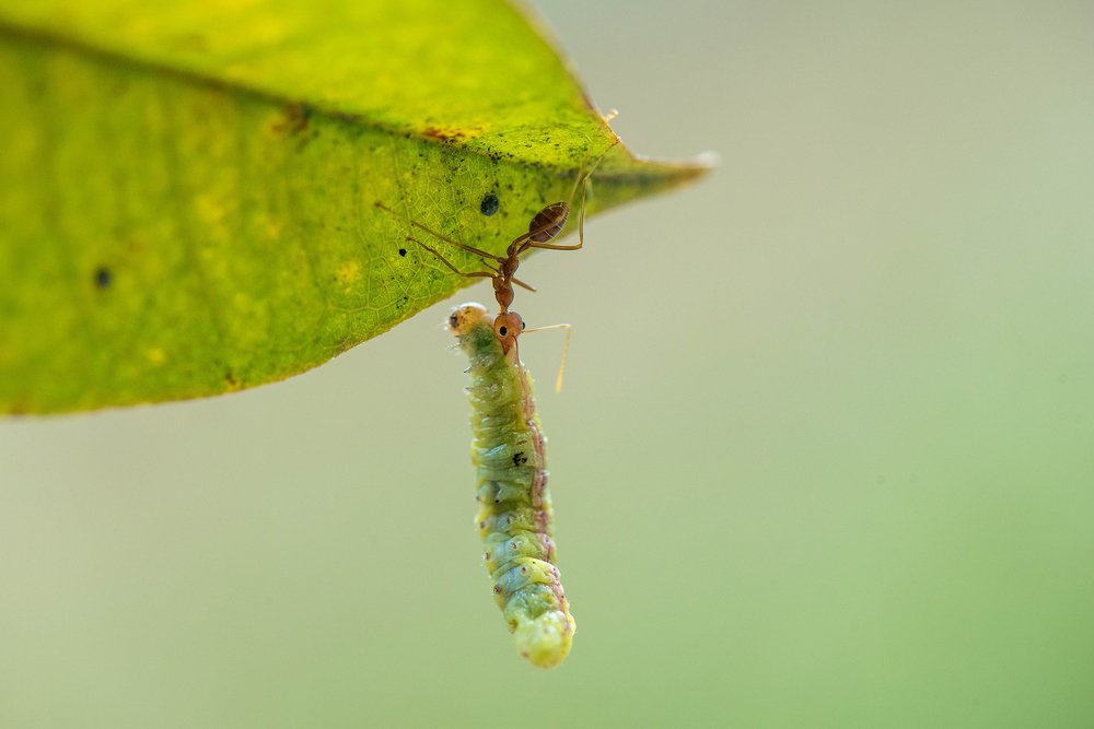 Photograph by Jawahar Jayabal