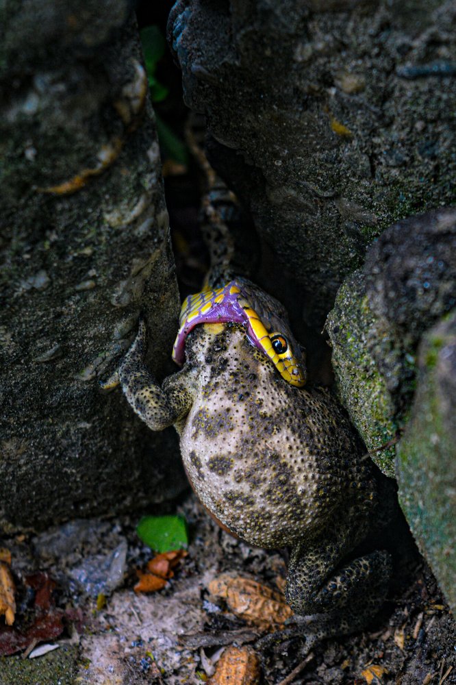 A little snake got something big for the breakfast.
