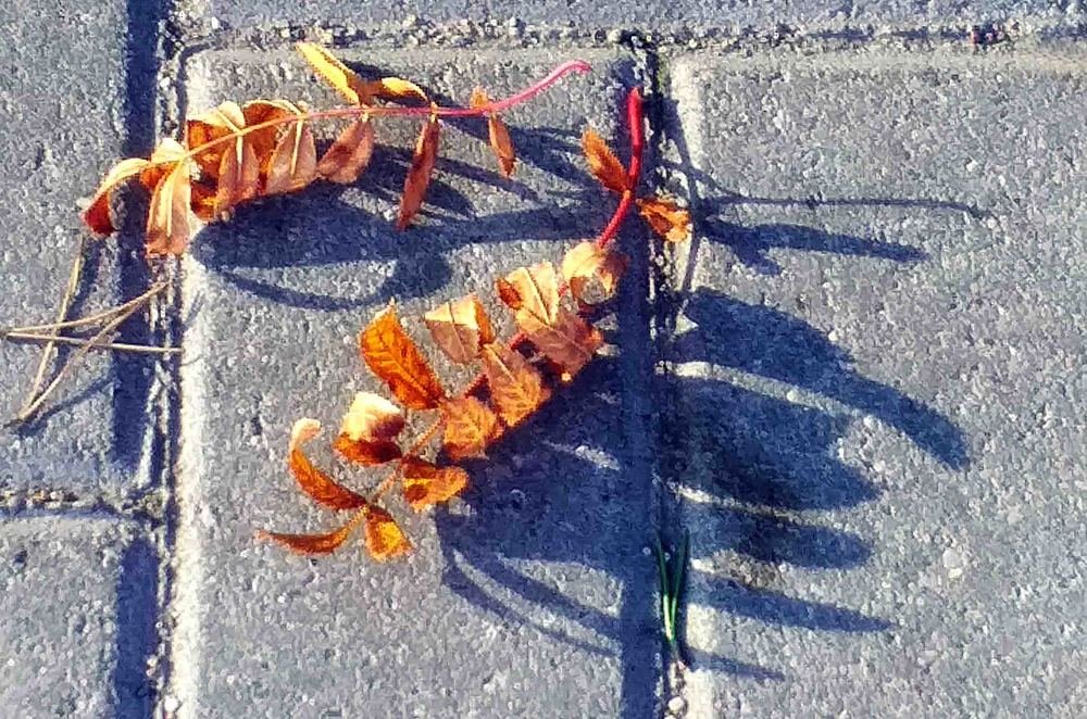 Photograph by Светлана Ковалёнок