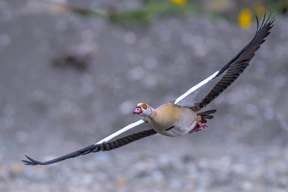 Alopochen aegyptiaca