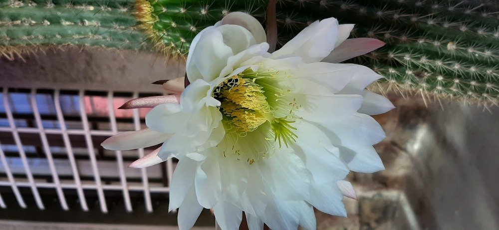 Photo #4075888
