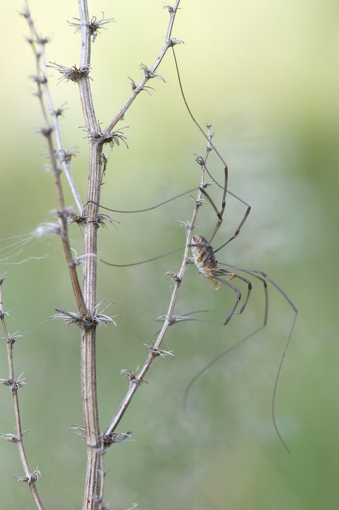 Весело шагая.