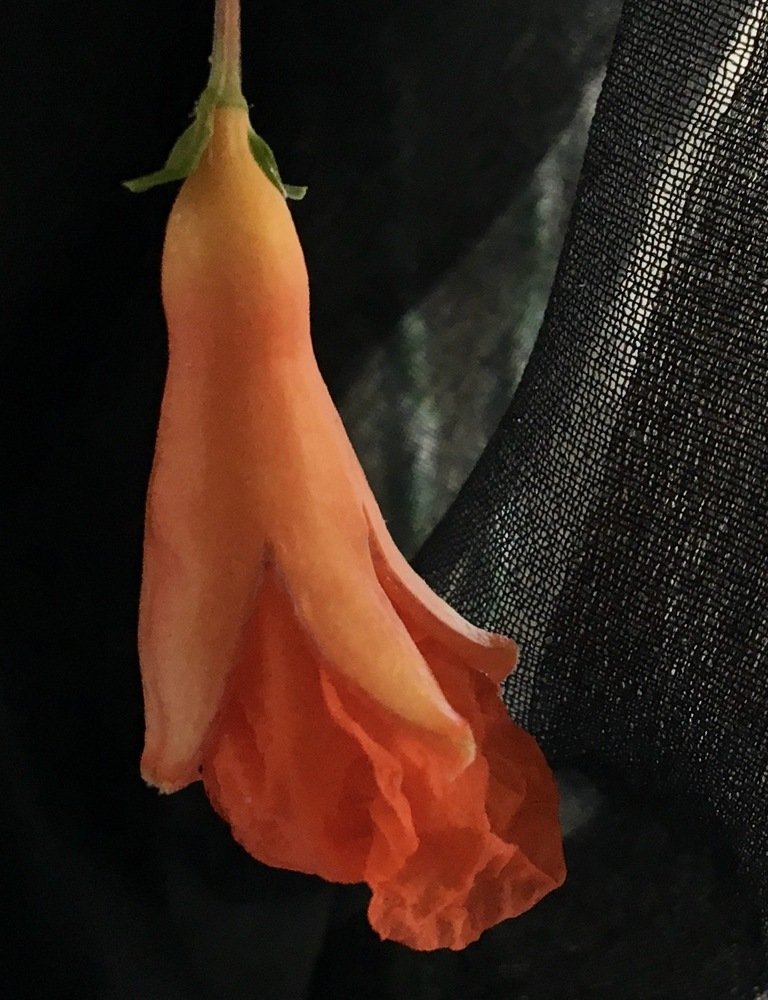 Цвет граната