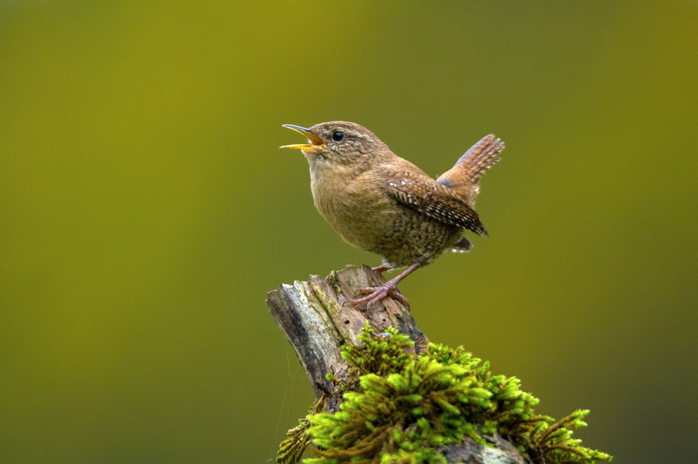 Photograph by Gatis Vilbrants