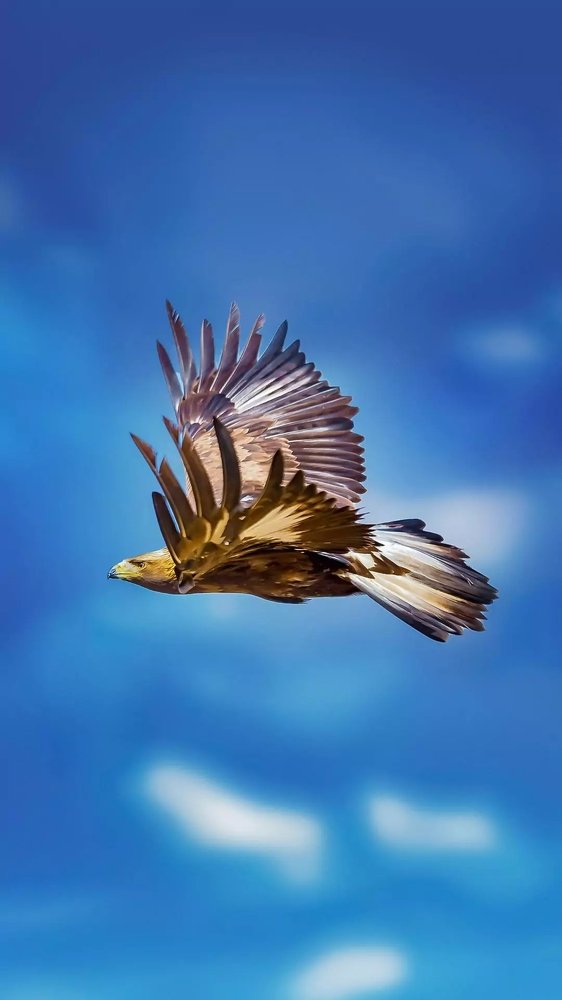 A flying golden Eagle,