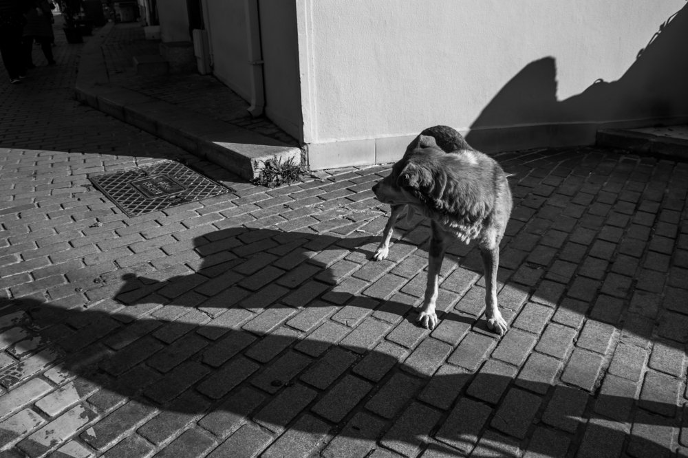 Photograph by Ольга Лапшина