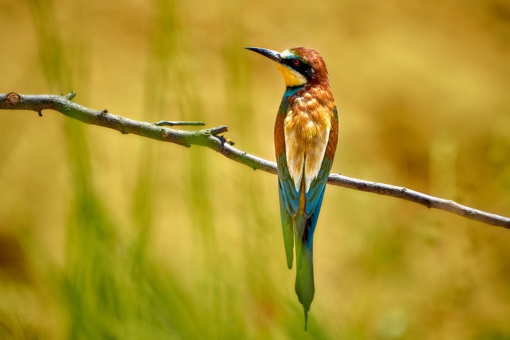 Bee-eater (Merops apiaster)