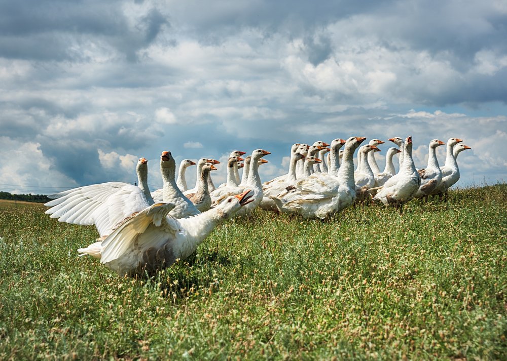 Photograph by Natalia Ghimp