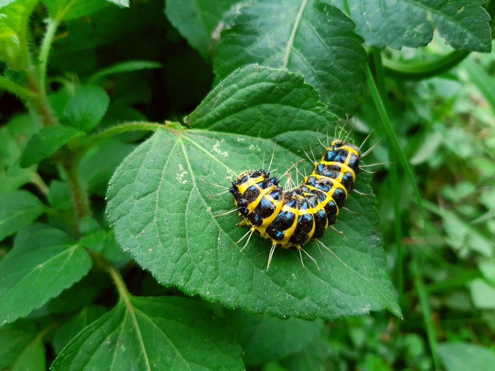 Larva