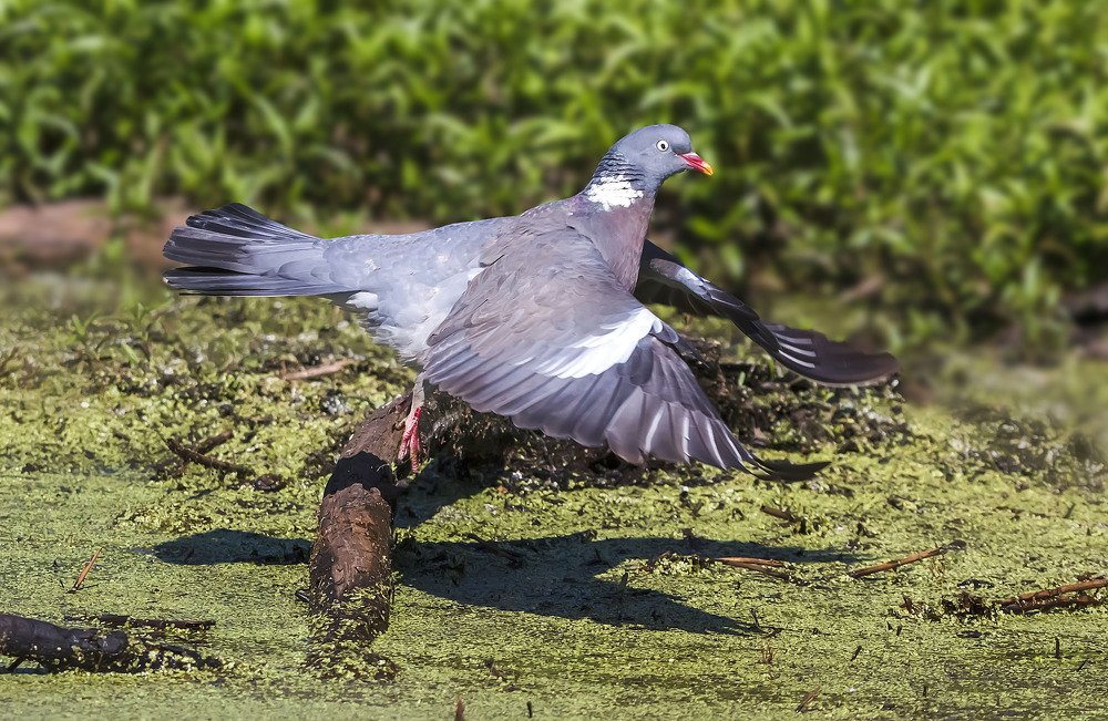 Фотография автора Сергей Рубин