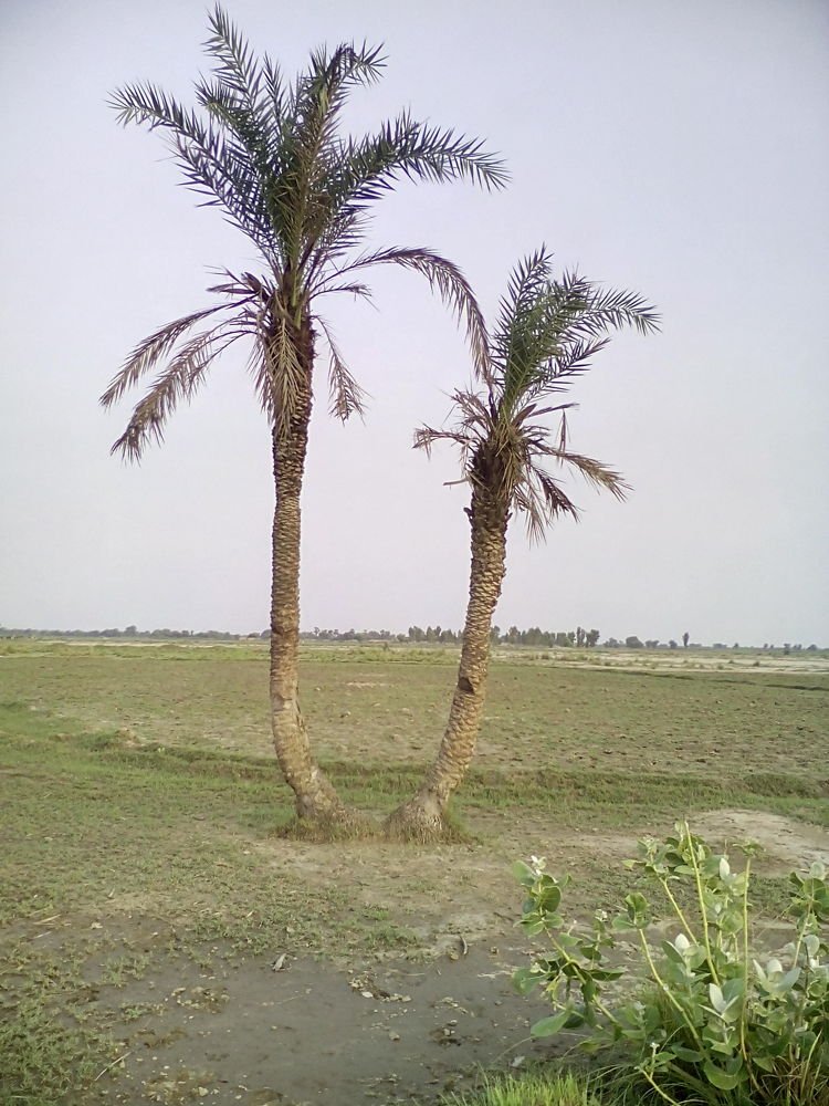 Photograph by Babar Bhatti