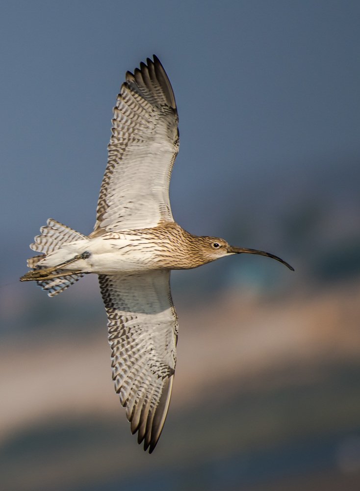 Eurasian Curlew