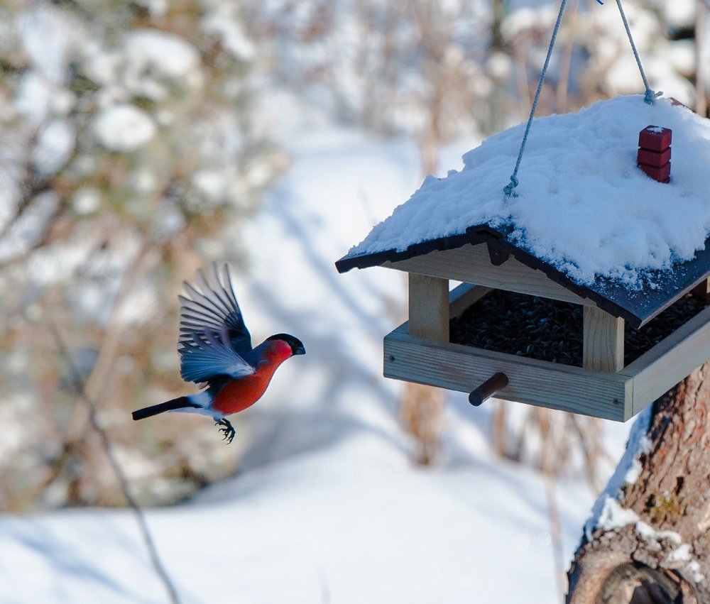 A bird feeder