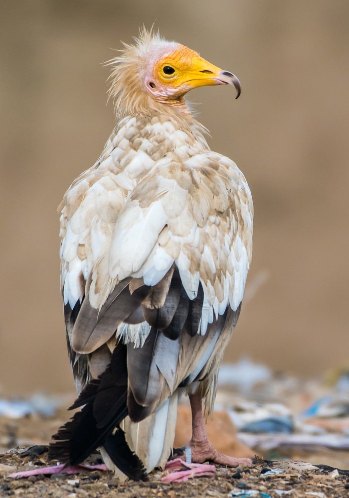 Egyptian Vulture
