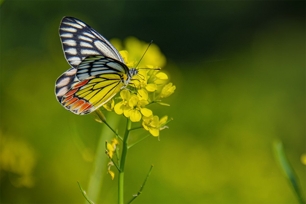 BUTTERFLY ON FLOWER