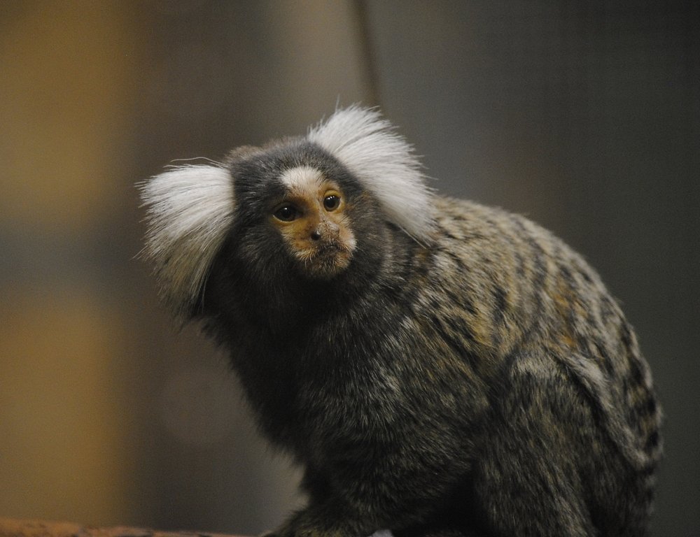 Фотография автора Альбина Хвастунова