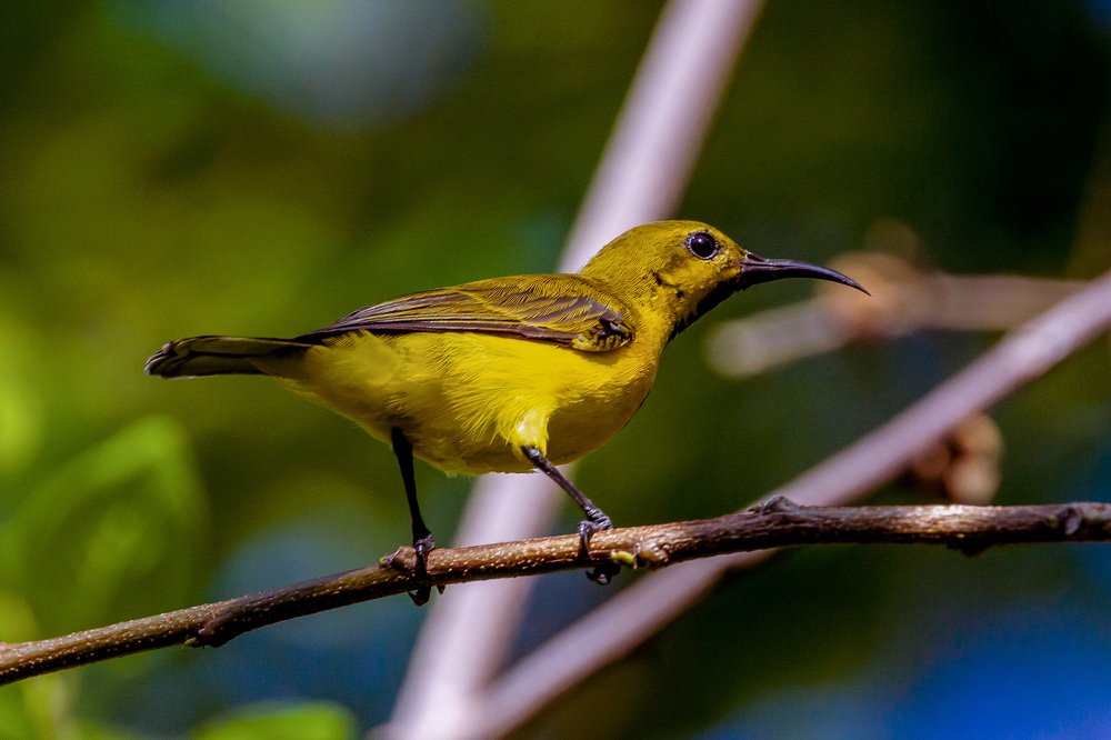 Photograph by Ari Susianto