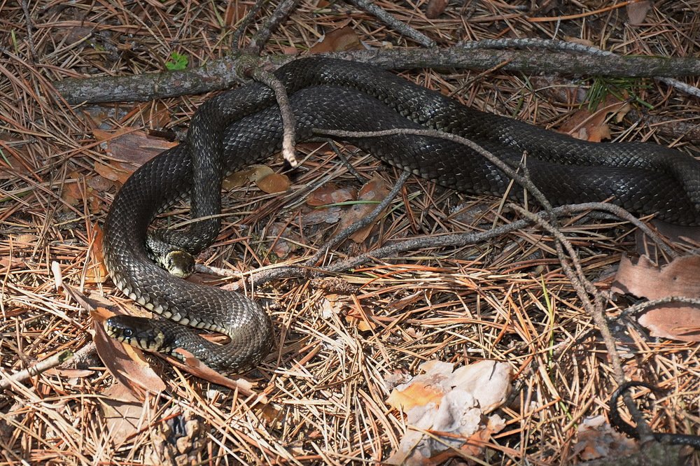 Щепка на щепку