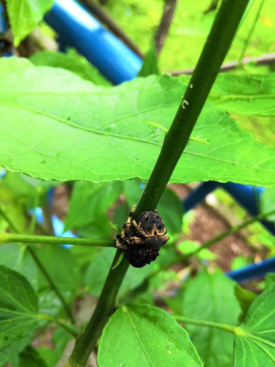 Insect's