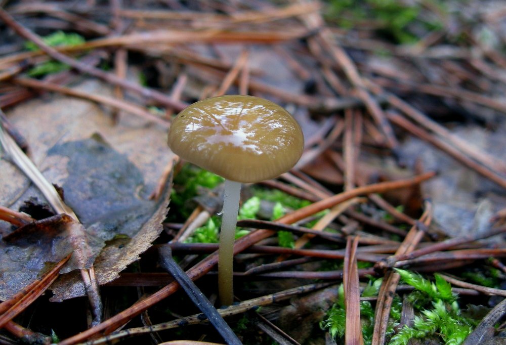 Photograph by Александр Рыбак