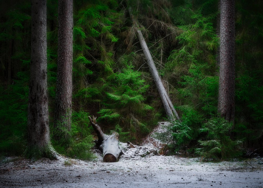 Первый снег