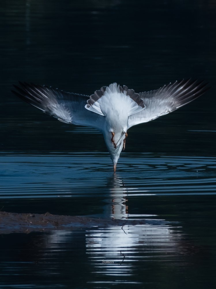 Photograph by Suman Paul