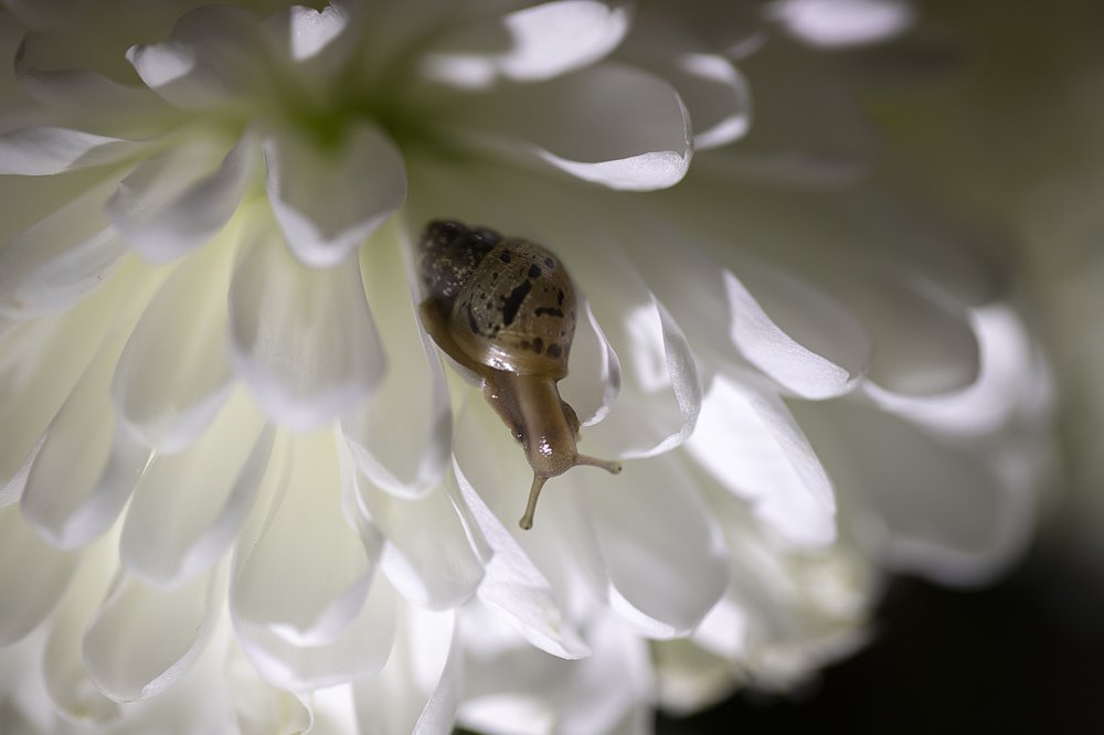 Photograph by Екатерина Вивюрская