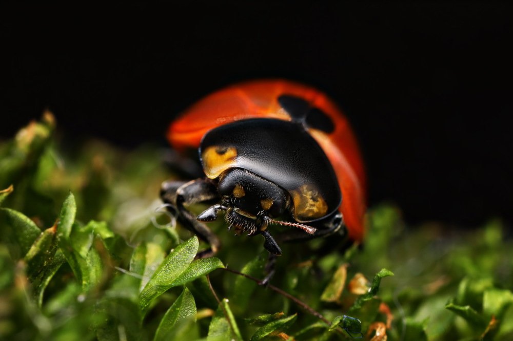 Фотография автора Dolli Pogrebnaya