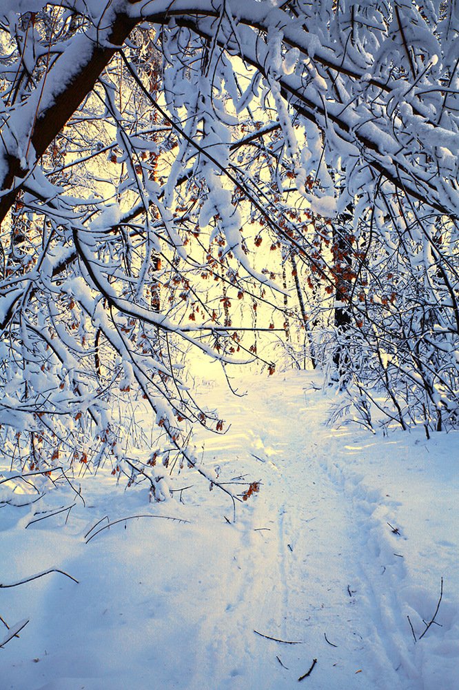 Белоснежный пейзаж