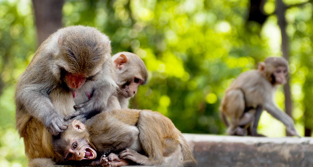 Photograph by  MD DIDARUL ALAM CHY