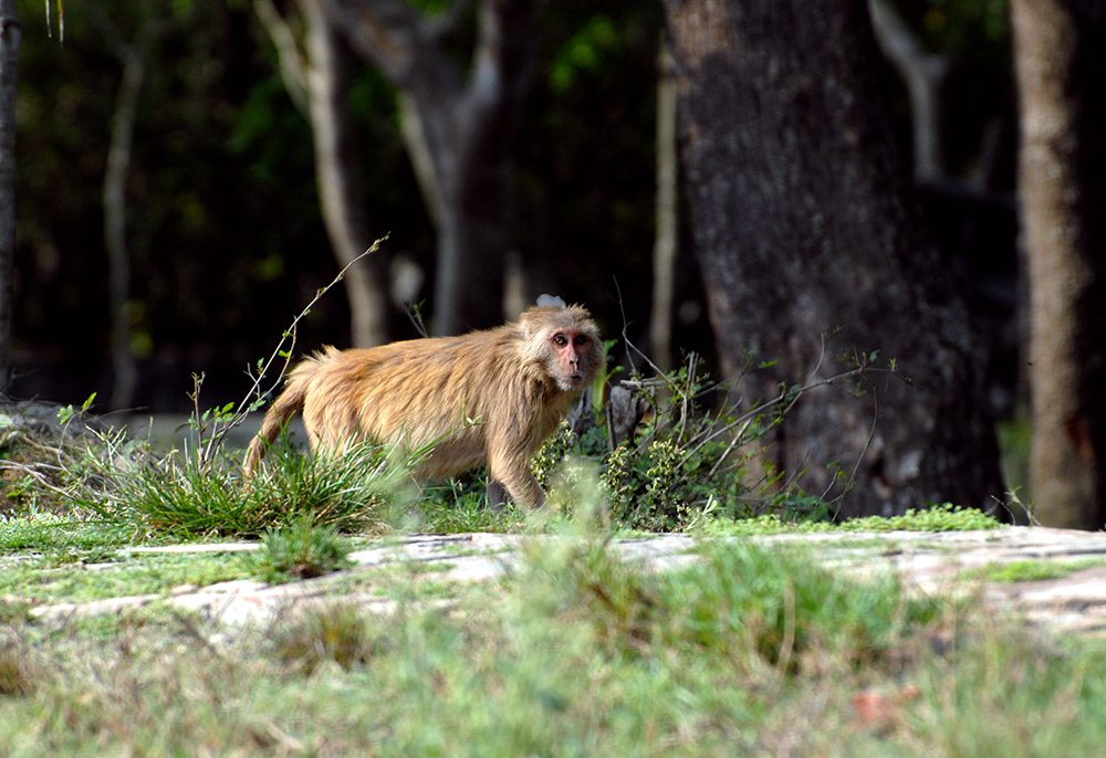 Photograph by  MD DIDARUL ALAM CHY