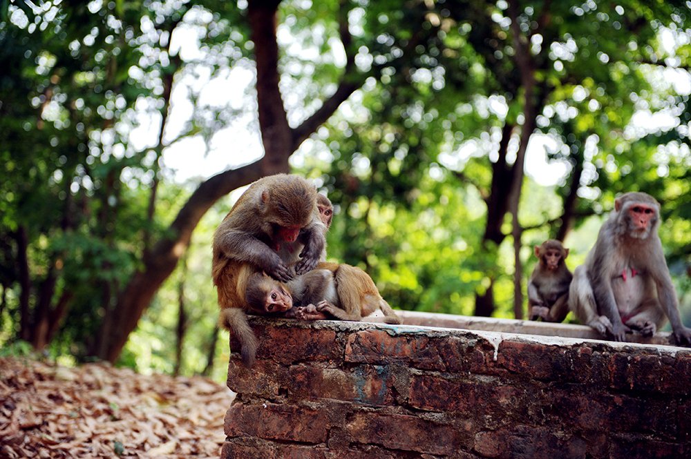 Photograph by  MD DIDARUL ALAM CHY