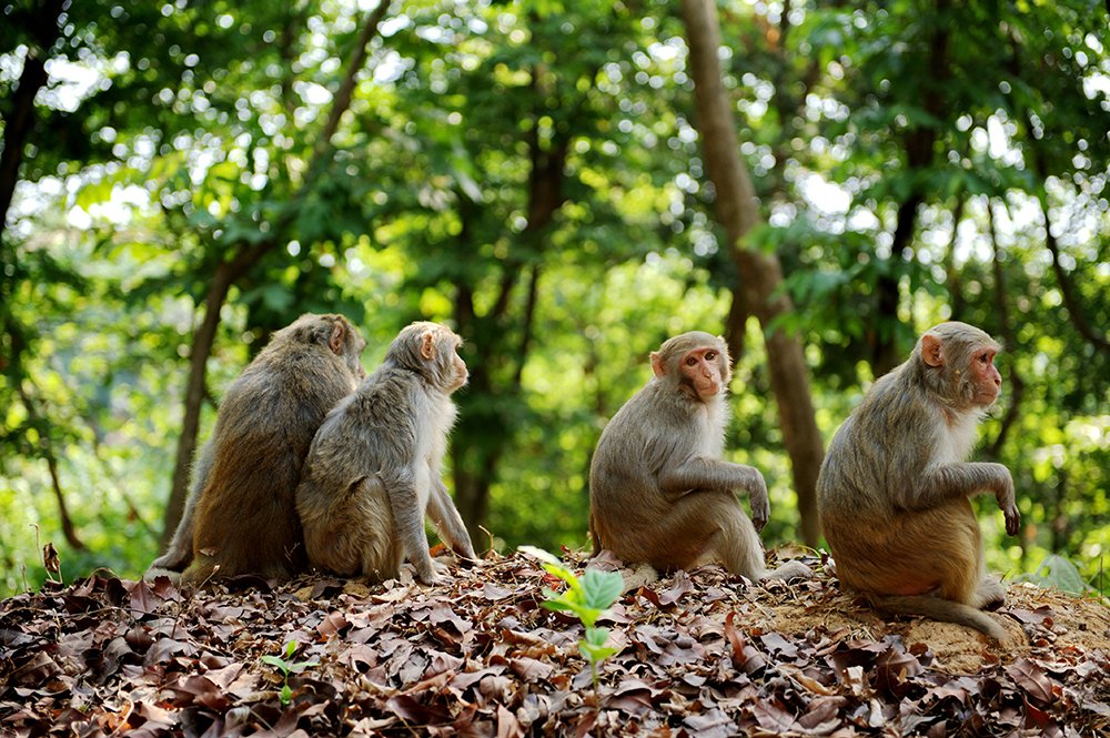 Photograph by  MD DIDARUL ALAM CHY