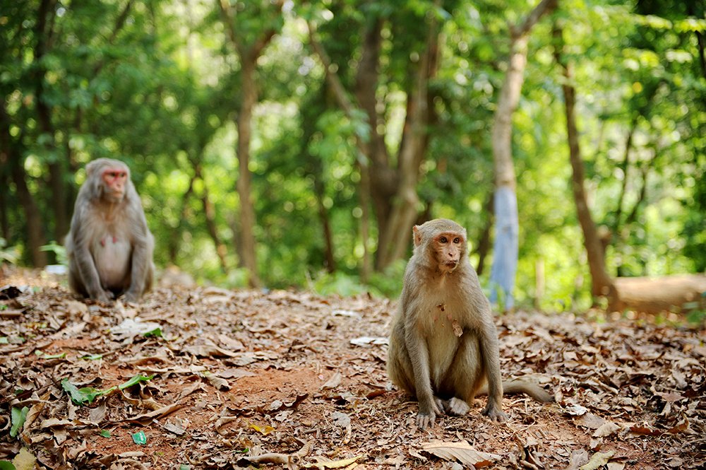 Photograph by  MD DIDARUL ALAM CHY