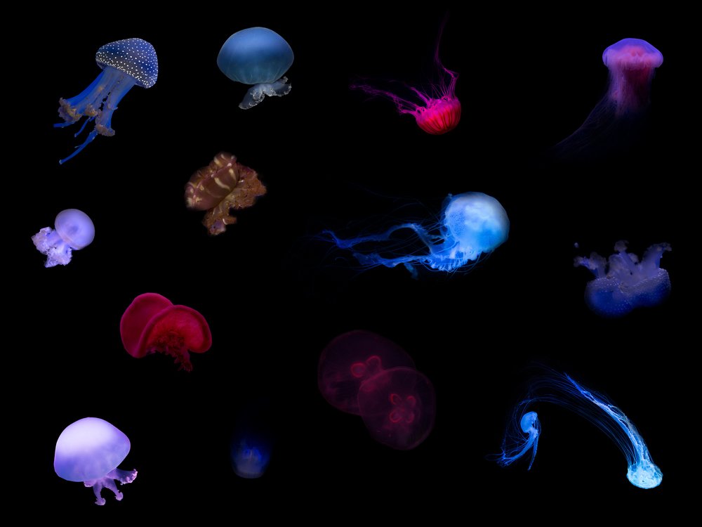 Photograph by Виктория Коваль