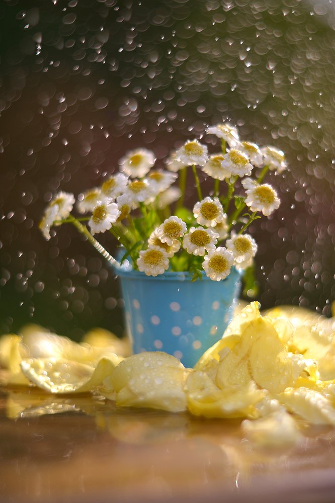 Photograph by Елена Вапняр