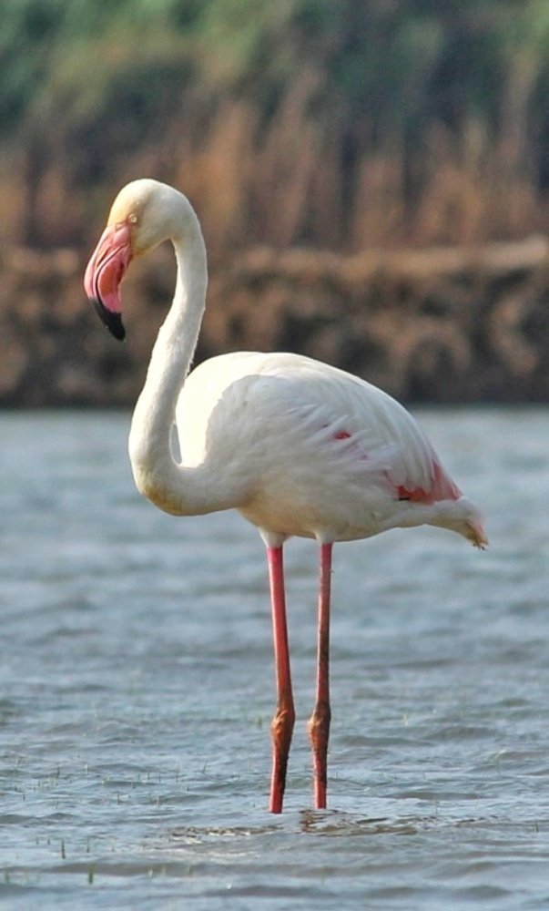 Photograph by Madhusudhanan Nair