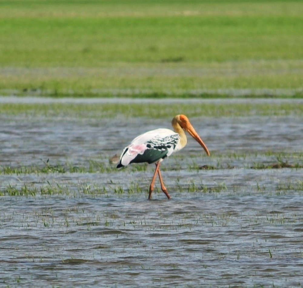 Photograph by Madhusudhanan Nair
