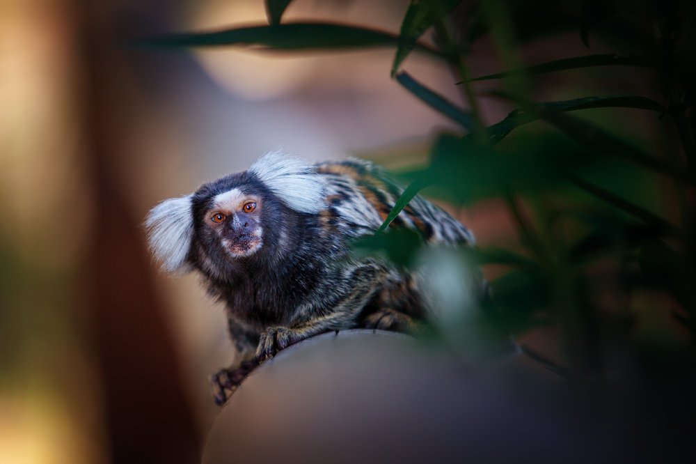 Photograph by Zdenka Janaskova